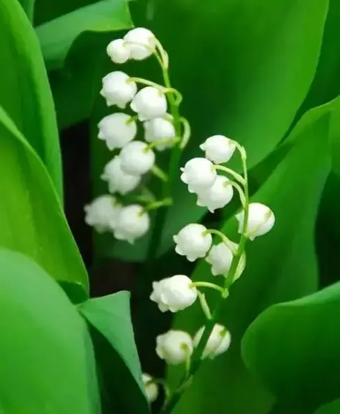 铃兰花香吗,铃兰花的春夏秋冬？