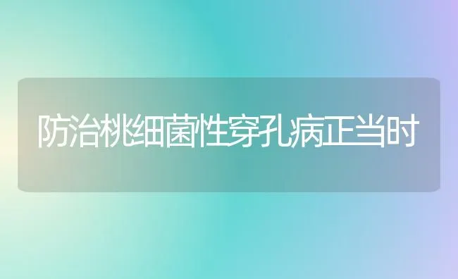 防治桃细菌性穿孔病正当时 | 养殖技术大全