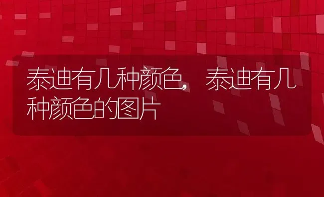 泰迪有几种颜色,泰迪有几种颜色的图片 | 养殖资料