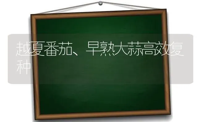 越夏番茄、早熟大蒜高效复种 | 养殖知识