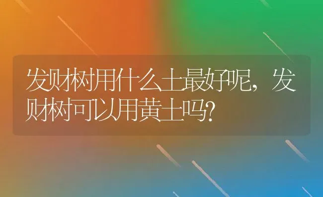 发财树用什么土最好呢,发财树可以用黄土吗？ | 养殖科普