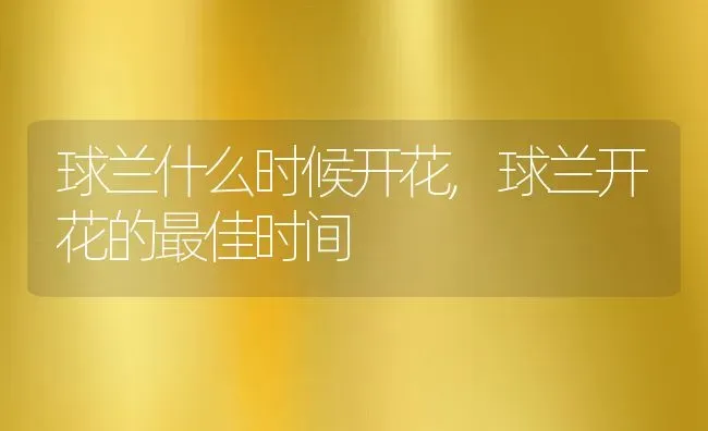 球兰什么时候开花,球兰开花的最佳时间 | 养殖学堂