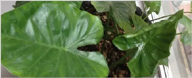 冬天绿植怎么保温 | 三农知识
