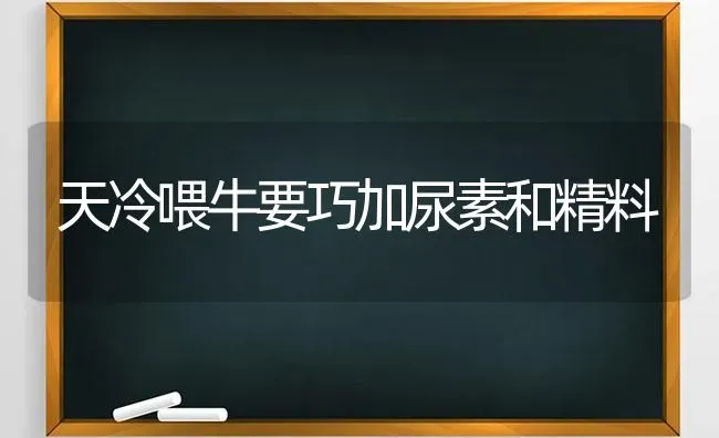 天冷喂牛要巧加尿素和精料 | 养殖技术大全