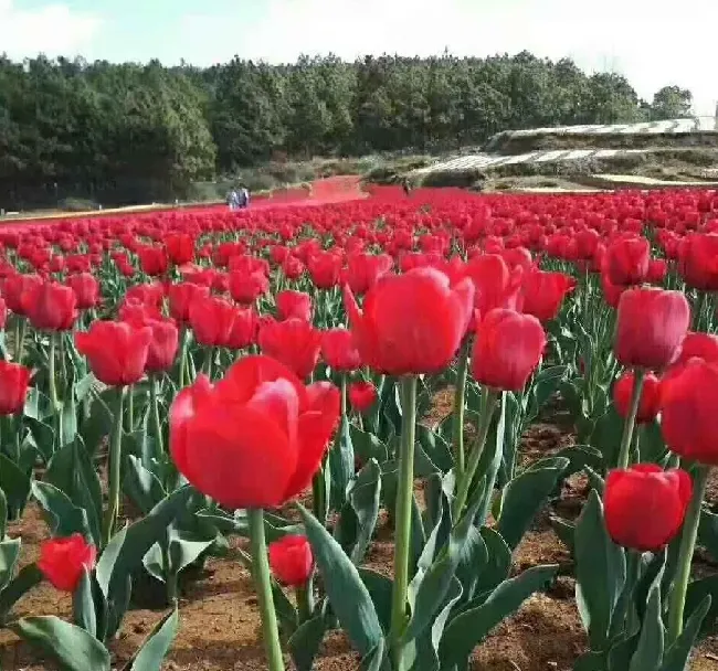 郁金香种球不挖第二年能开吗,郁金香可以一直埋在土里吗？