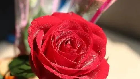 玫瑰花水养怎么养才不会枯萎,玫瑰在水里枯萎了怎么救活？