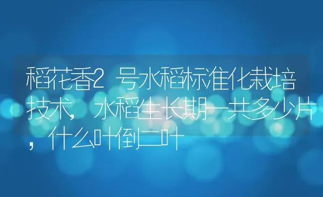 稻花香2号水稻标准化栽培技术,水稻生长期一共多少片，什么叶倒二叶 | 养殖学堂