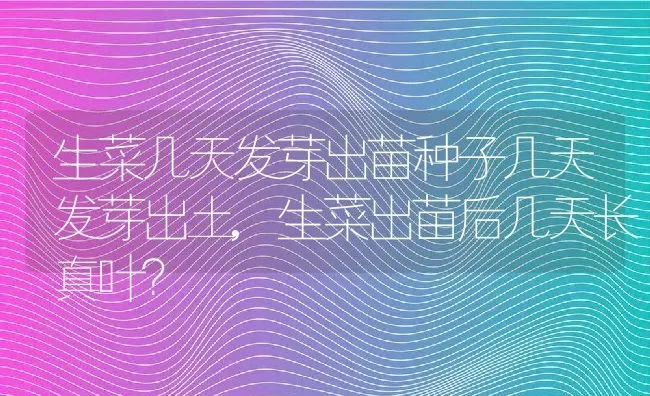 生菜几天发芽出苗种子几天发芽出土,生菜出苗后几天长真叶？ | 养殖科普