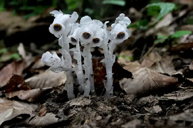 采摘水晶兰犯法吗,野生水晶兰是几级保护植物？