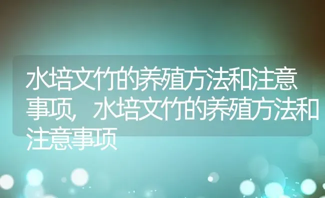 水培文竹的养殖方法和注意事项,水培文竹的养殖方法和注意事项 | 养殖科普