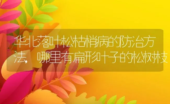 华北落叶松枯梢病的防治方法,哪里有扁形叶子的松树枝 | 养殖学堂