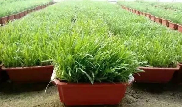 韭菜割完后上什么肥料 | 实用知识