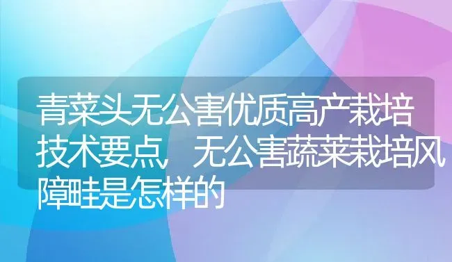 青菜头无公害优质高产栽培技术要点,无公害蔬莱栽培风障畦是怎样的 | 养殖学堂