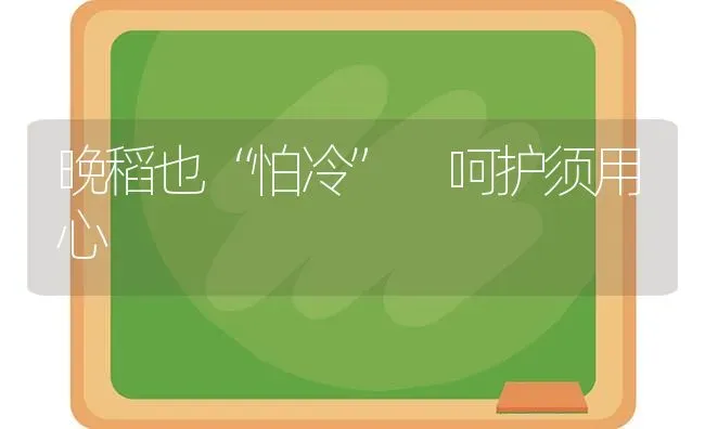 晚稻也“怕冷” 呵护须用心 | 养殖知识