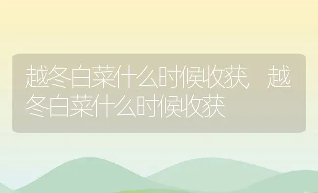 越冬白菜什么时候收获,越冬白菜什么时候收获 | 养殖科普