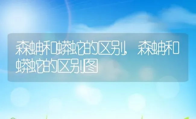 森蚺和蟒蛇的区别,森蚺和蟒蛇的区别图 | 养殖科普
