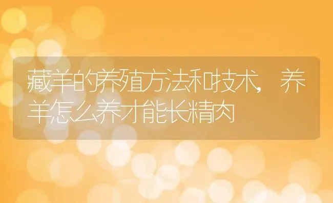 藏羊的养殖方法和技术,养羊怎么养才能长精肉 | 养殖学堂