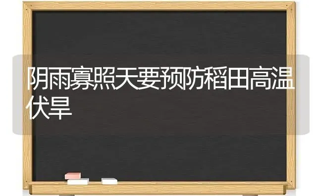 阴雨寡照天要预防稻田高温伏旱 | 养殖知识