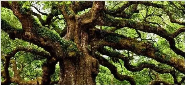 橡树与芦苇的寓意 | 常识大全