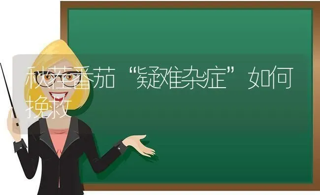 秋茬番茄“疑难杂症”如何挽救 | 养殖技术大全