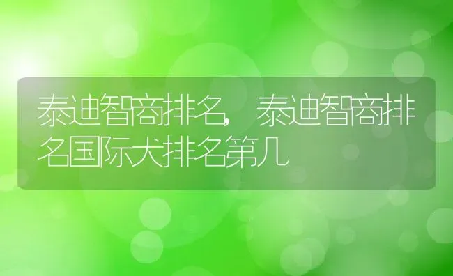 泰迪智商排名,泰迪智商排名国际犬排名第几 | 养殖科普