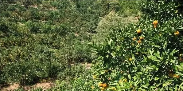 3月可以种什么水果苗？果树种植技巧分享 | 三农知识