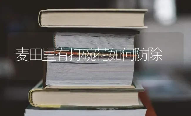 麦田里有打碗花如何防除 | 养殖技术大全