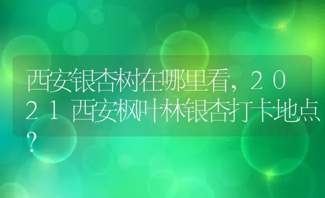 西安银杏树在哪里看,2021西安枫叶林银杏打卡地点？ | 养殖科普