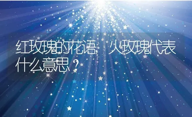 红玫瑰的花语,火玫瑰代表什么意思？ | 养殖科普