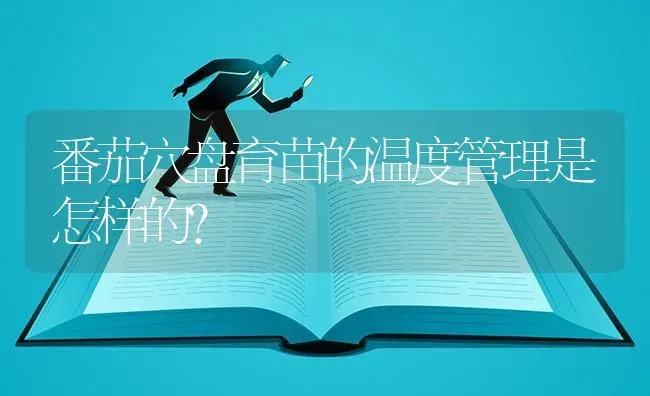 番茄穴盘育苗的温度管理是怎样的? | 养殖知识