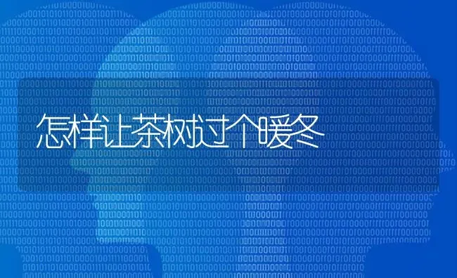 怎样让茶树过个暖冬 | 养殖技术大全