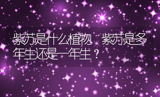 紫苏是什么植物,紫苏是多年生还是一年生？ | 养殖科普