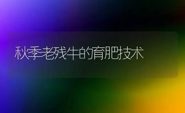 秋季老残牛的育肥技术 | 养殖技术大全