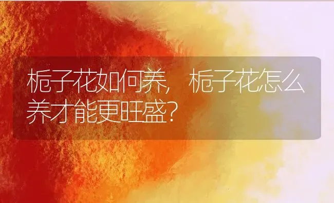 栀子花如何养,栀子花怎么养才能更旺盛？ | 养殖学堂