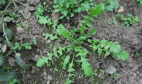 地菜和荠菜是一样的吗 | 实用知识