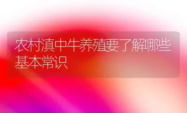 农村滇中牛养殖要了解哪些基本常识 | 养殖技术大全