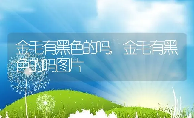 金毛有黑色的吗,金毛有黑色的吗图片 | 养殖科普