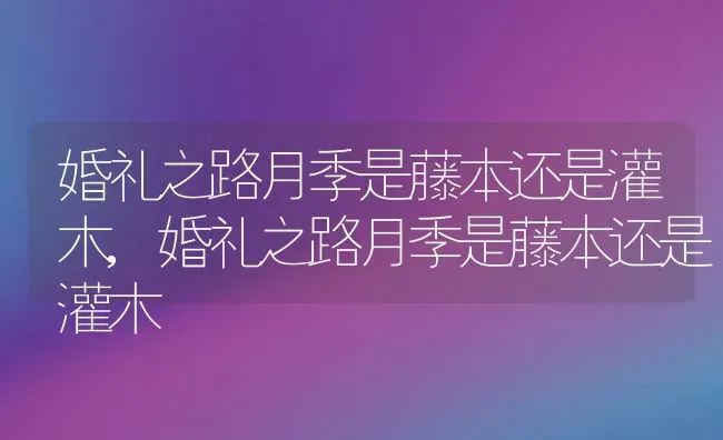 婚礼之路月季是藤本还是灌木,婚礼之路月季是藤本还是灌木 | 养殖科普