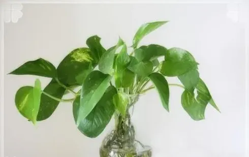 水养富贵竹怎么养才茂盛,水培富贵子的养殖方法和注意事项？