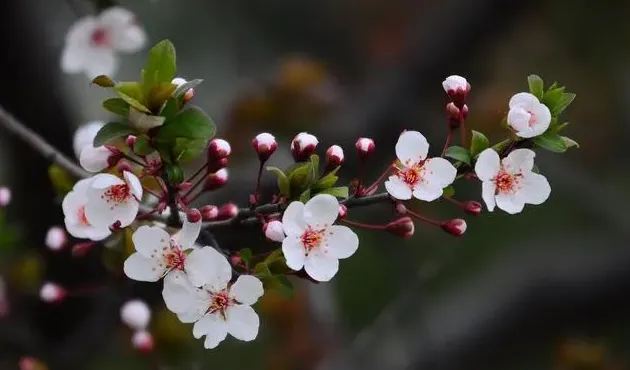 紫叶李的果子能吃吗,紫叶李的果子能吃吗？