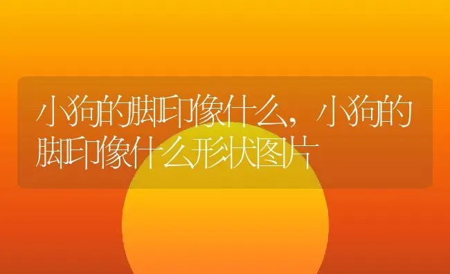 小狗的脚印像什么,小狗的脚印像什么形状图片 | 养殖资料