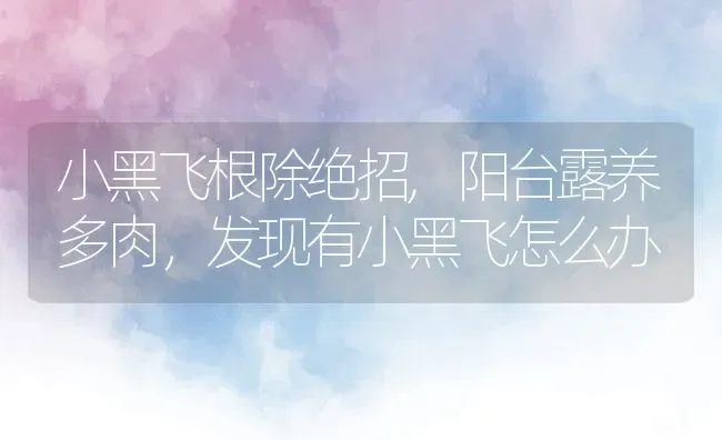 小黑飞根除绝招,阳台露养多肉，发现有小黑飞怎么办 | 养殖学堂