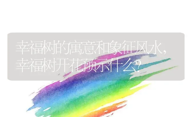 幸福树的寓意和象征风水,幸福树开花预示什么？ | 养殖科普