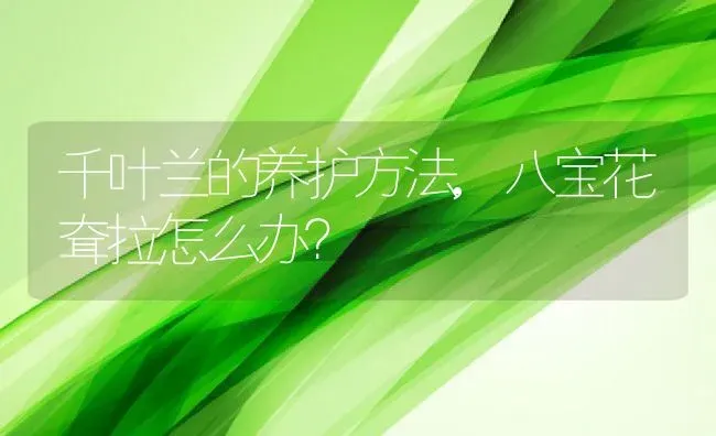 千叶兰的养护方法,八宝花耷拉怎么办？ | 养殖科普