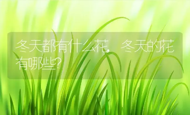 冬天都有什么花,冬天的花有哪些？ | 养殖学堂