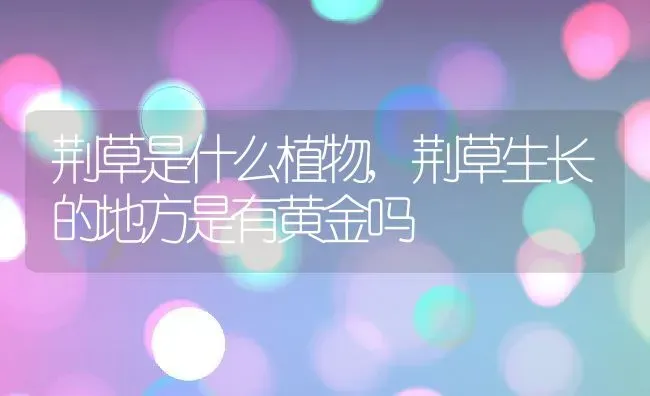 荆草是什么植物,荆草生长的地方是有黄金吗 | 养殖学堂
