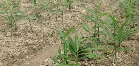 黄姜地新型高效除草剂—杜邦宝成 | 三农知识