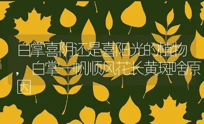 白掌喜阴还是喜阳光的植物,白掌一帆顺风花长黄斑啥原因 | 养殖学堂