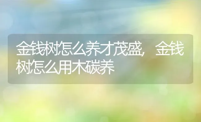 金钱树怎么养才茂盛,金钱树怎么用木碳养 | 养殖学堂