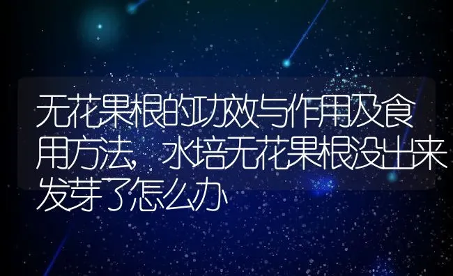 无花果根的功效与作用及食用方法,水培无花果根没出来发芽了怎么办 | 养殖学堂